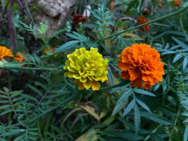 Çiçekli iki kadife çiçeği, biri parlak sarı ve diğeri açık turuncu.
