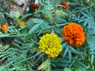 Çiçekli iki kadife çiçeği, biri parlak sarı ve diğeri açık turuncu.