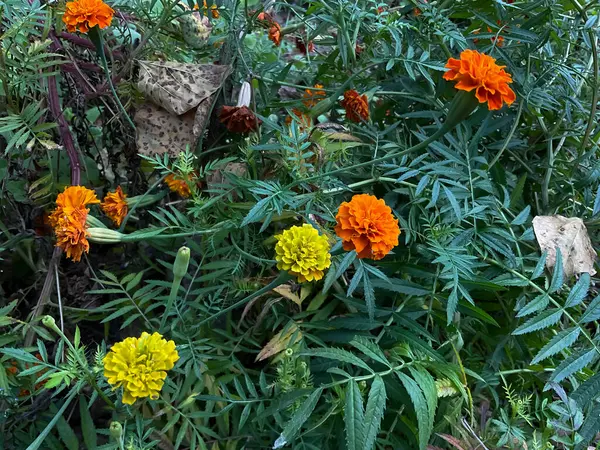 çiçekli kadife çiçekleri, parlak sarı ve açık turuncu renkte. 