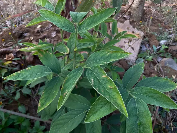 Phyllosticta Yaprak Noktası