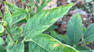 Phyllosticta Yaprak Noktası