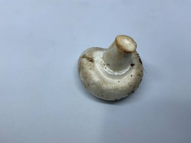 Agaricus bisporus yaygın olarak düğmeli mantar olarak bilinir.