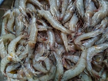 Pişmemiş karides ya da karides yığını. Taze görünüyorlar, şeffaf, açık beyazdan soluk pembeye