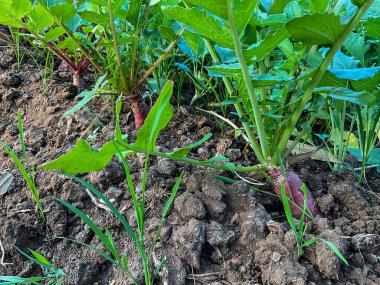 organik mor turp tarım çiftliğinde sebze yiyeceği 