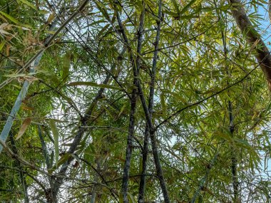 Yeşil yapraklı bambu bitkileri 
