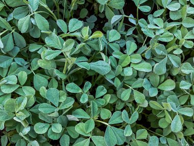 Taze organik Fenugreek, tarım çiftliğindeki metil bitkisi (Trigonella foenum-graecum) 