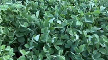 Taze organik Fenugreek, tarım çiftliğindeki metil bitkisi (Trigonella foenum-graecum) 