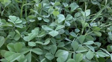 Taze organik Fenugreek, tarım çiftliğindeki metil bitkisi (Trigonella foenum-graecum) 