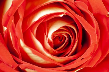 Benekli kırmızı bir güle yaklaş