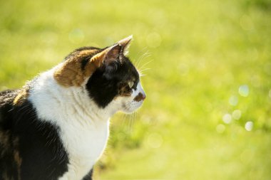 Açık havada görülen bir kedi.