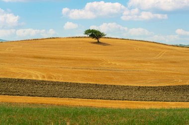 Toskana kırsalındaki bir buğday tarlasında izole edilmiş ağaç.