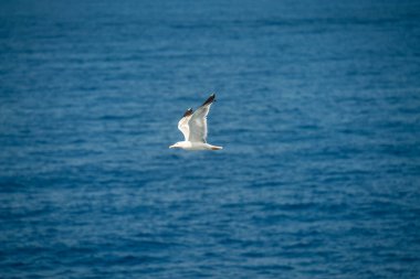 Okyanus sularında uçan bir martı.