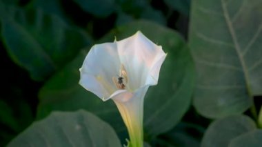 Datura 'nın Beyaz Çiçeği' ni kapat
