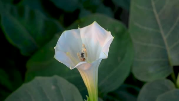 Κοντινό Πλάνο Του Datura White Flower — Αρχείο Βίντεο