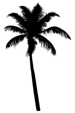 Beyaz arka planda izole edilmiş palmiye ağacı silueti. Vektör İllüstrasyonu.