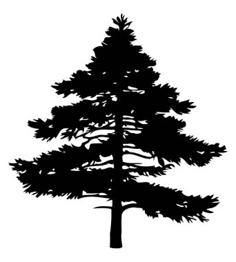 Beyaz arkaplanda çam ağacı silueti var. Vektör İllüstrasyonu.