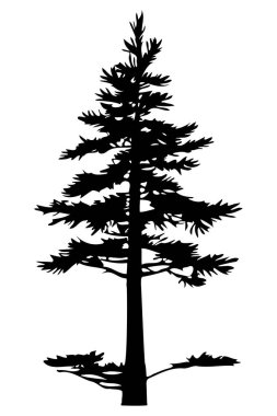 Beyaz arkaplanda çam ağacı silueti var. Vektör İllüstrasyonu.