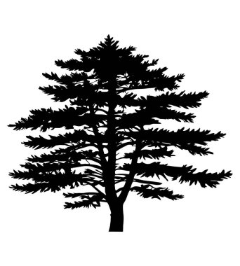 Beyaz arkaplanda çam ağacı silueti var. Vektör İllüstrasyonu.