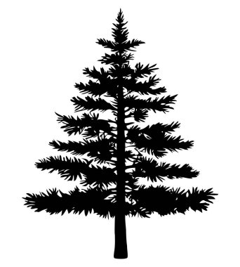 Beyaz arkaplanda çam ağacı silueti var. Vektör İllüstrasyonu.
