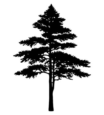 Beyaz arkaplanda çam ağacı silueti var. Vektör İllüstrasyonu.