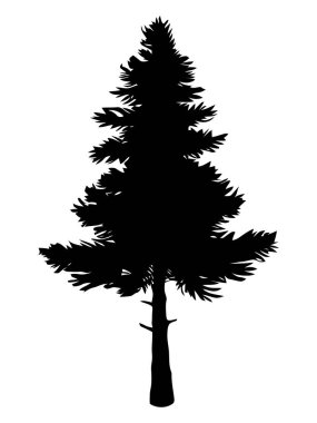 Beyaz arkaplanda çam ağacı silueti var. Vektör İllüstrasyonu.