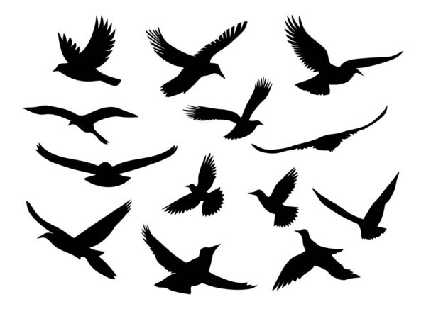 Set of black silhouettes of flying birds. Vector illustration isolated on white background.