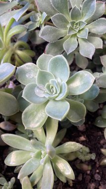 Yapraklarında su damlaları olan yeşil sulu vazolar.