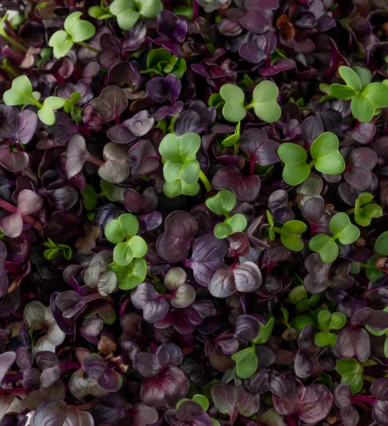 Close up fresh radish microgreens, mix of green and purple leaves in a ceramic bowl. Vegan and healthy eating concept. Micro herbs. Copy space