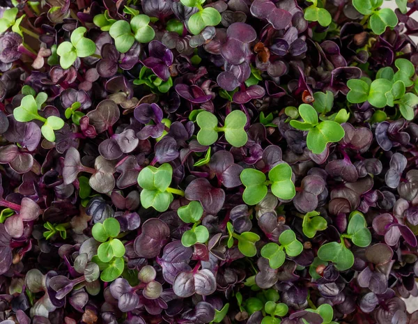 Close up fresh radish microgreens, mix of green and purple leaves in a ceramic bowl. Vegan and healthy eating concept. Micro herbs. Copy space