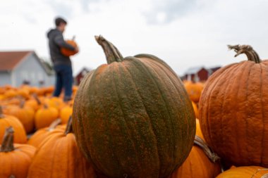 Bahçede sonbahar balkabaklarıyla bulanık bir adam. Satılık balkabakları. Teşekkürler ve Cadılar Bayramı konsepti.
