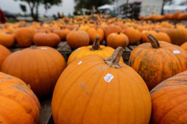 Turuncu balkabaklarını kapatın. Şükran Günü ya da Cadılar Bayramı konsepti. pazardaki balkabakları 