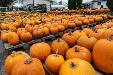 Turuncu balkabaklarını kapatın. Şükran Günü ya da Cadılar Bayramı konsepti. pazardaki balkabakları 