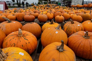 Turuncu balkabaklarını kapatın. Şükran Günü ya da Cadılar Bayramı konsepti. pazardaki balkabakları 