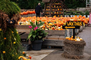 Bahçede sonbahar balkabakları. Satılık balkabakları. Teşekkürler ve Cadılar Bayramı konsepti.