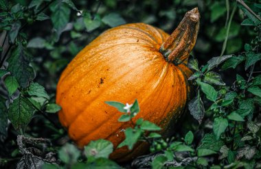 Ormandaki tek büyük balkabağı