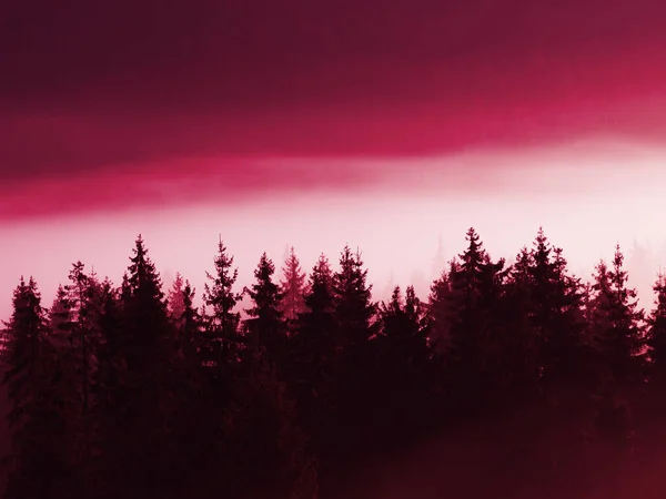 2023年のビブラマゼンタの色の山の中で霧の中でクリスマスツリーの森 高品質の写真 — ストック写真