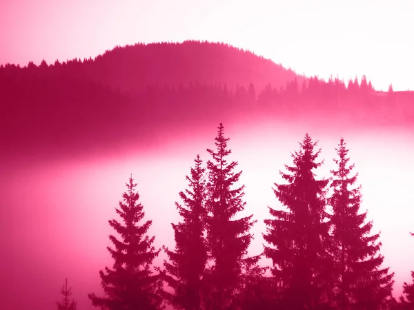 Arbre Noël Forêt Dans Brouillard Dans Les Montagnes Dans Couleur — Photo