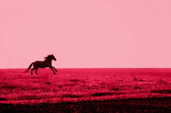 Pferdesilhouette Galoppiert Über Das Feld Der Farbe 2023 Viva Magenta — Stockfoto