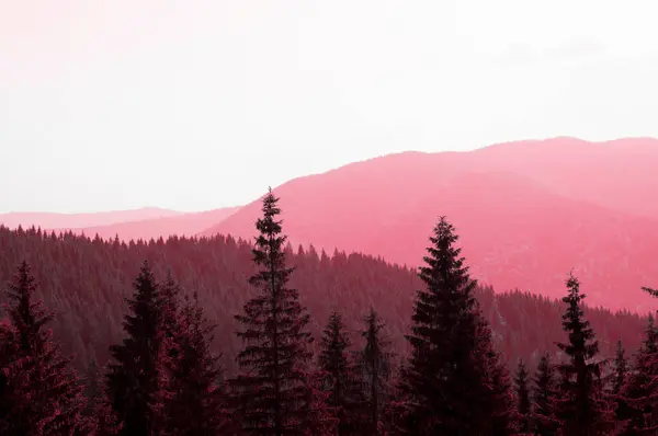 Dağlardaki Sisin Içindeki Noel Ağacı Ormanında 2023 Viva Moru Renginde — Stok fotoğraf