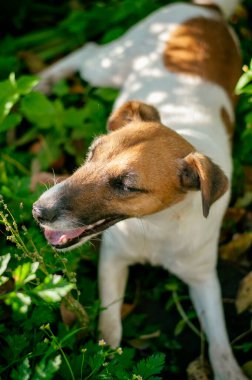 a young, smiling fox terrier lies on the grass under the sun. High quality photo