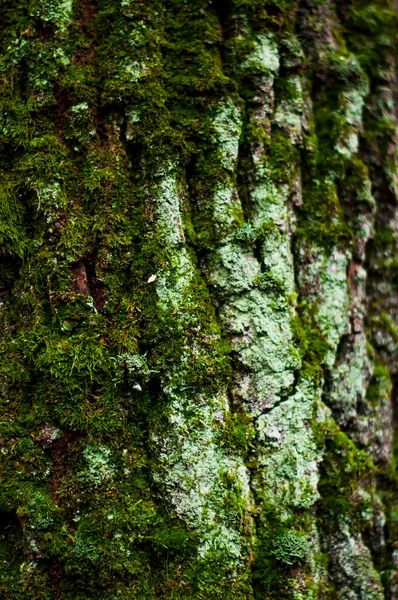 background, the bark of the tree is covered with moss. High quality photo