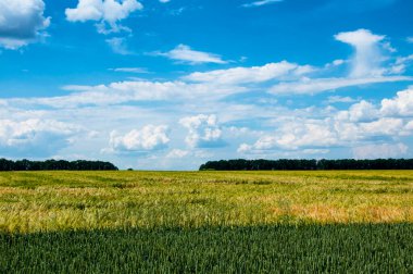 Farklı renklerde iki tahıl ve mavi gökyüzü olan bir tarla. Buğday ve arpa. Yüksek kalite fotoğraf