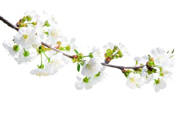 tree branch with blossom. cherry tree in spring. garden in spring. isolated tree branch with blooming. . High quality photo