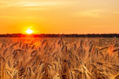 the setting sun illuminates the field of ripe barley. harvest, selective focus. High quality photo