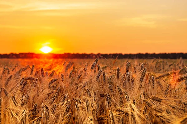 the setting sun illuminates the field of ripe barley. harvest, selective focus. High quality photo