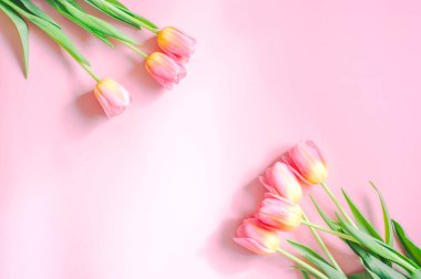 early spring, pink tulips on a pink background in the sunlight. Mothers Day, Womens Day. High quality photo
