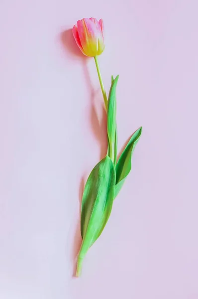 One Tulip Flower Lies Pink Background — Stock Photo, Image