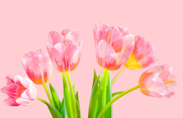 ピンクの背景にチューリップの春の花束母の日春の始まり — ストック写真