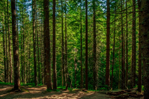 Dichter Grüner Wald Einem Sonnigen Sommertag Naturschutz Weltforsttag Stockfoto