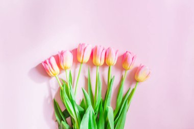 Bir buket lale pembe arka planda yatar. Yazacak bir yeri vardır. Baharın başlangıcıdır. Yüksek kalite fotoğraf